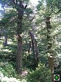 thn_NZ leden-unor 2006 219.jpg